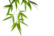 bamboo- leaves