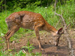 Deer in Net 14