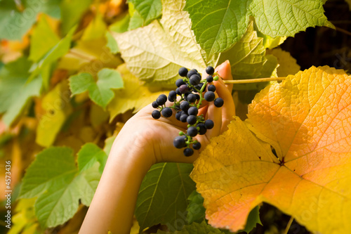 Autumn fruit