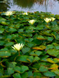 teich mit wasserlilien
