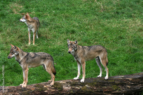 Wolfstrio Wolfstrio
