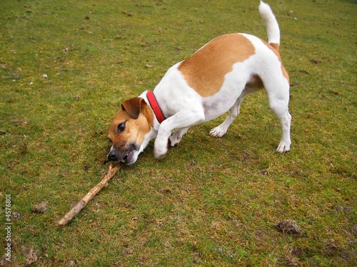 Photo: Jack Russell & a Stick Jack Russell & a Stick