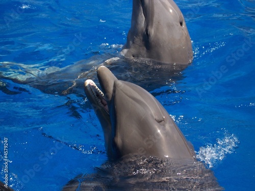Dauphins joyeux Dauphins joyeux