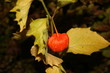 Chinese Lantern Chinese Lantern