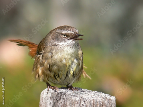 Photo: Scrub wren singing Scrub wren singing