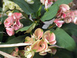 begonia plant -pink