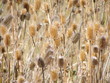 teasels