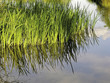 water garden