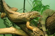 Two chameleons