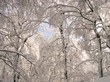 alberi innevati
