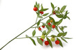 Planta silvestre