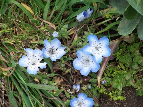 Photo: California Flowers California Flowers