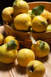 Quinces
