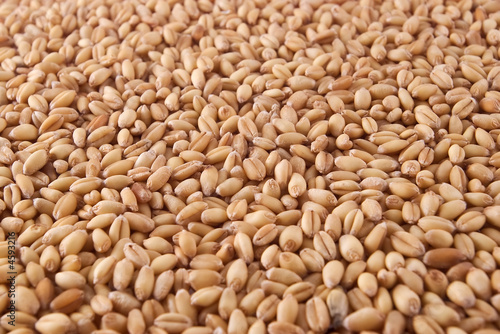 Wheat Wheat
