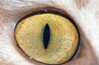cat's eye