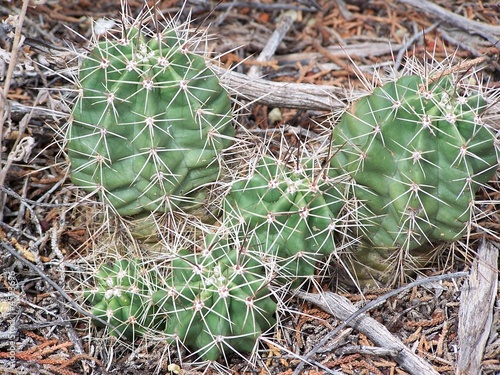Photo: Arizona Cactus Arizona Cactus