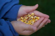 corn corn