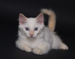 White kitten