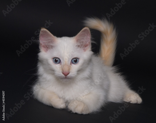 Photo: White kitten White kitten