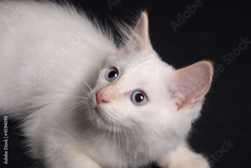 Photo: White kitten White kitten