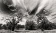 dramatic landscape with olive-trees