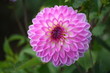 Fleur violette