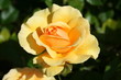 Rose jaune