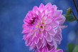Fleur fond bleu