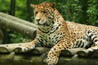 guepard