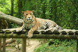 guepard2