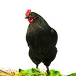 black chicken black chicken