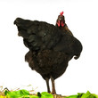 upset chicken upset chicken