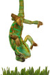 green chameleon going for grass