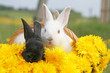 Dandelion rabbits