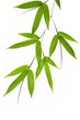 bamboo- leaves bamboo- leaves