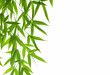 border of bamboo- leaves border of bamboo- leaves