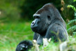 big male gorilla big male gorilla