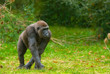 big gorilla