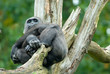 gorilla in tree