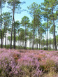 Bruyères en fleurs sous la pinède landaise