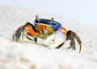 Crab pe nisip