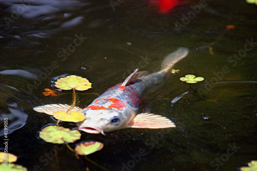 Flying Koi Flying Koi