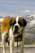 Mountain dog