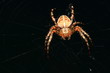 Spinne I