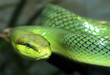 Spitzkopfnatter (Gonysoma oxycephalum)