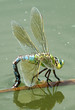 große Königslibelle (Anax imperator) bei der Eiablage