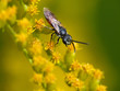 sphecodes gibbus