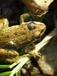 bufo bufo