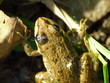 bufo bufo