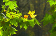 Herbst-Impressionen